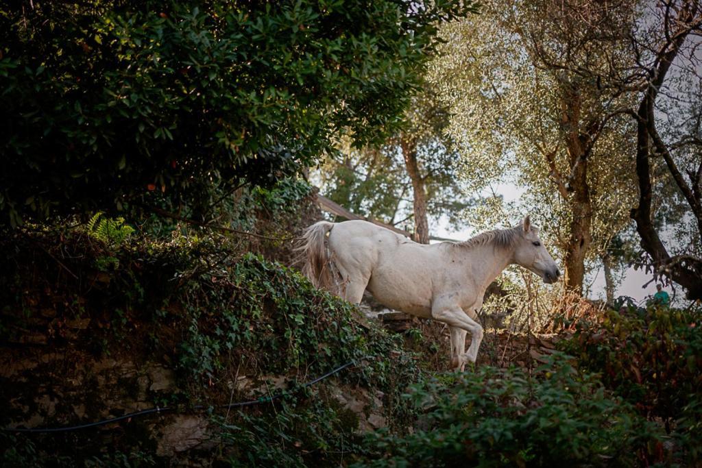 Arrabia Guest Houses Glamping Raiva Esterno foto